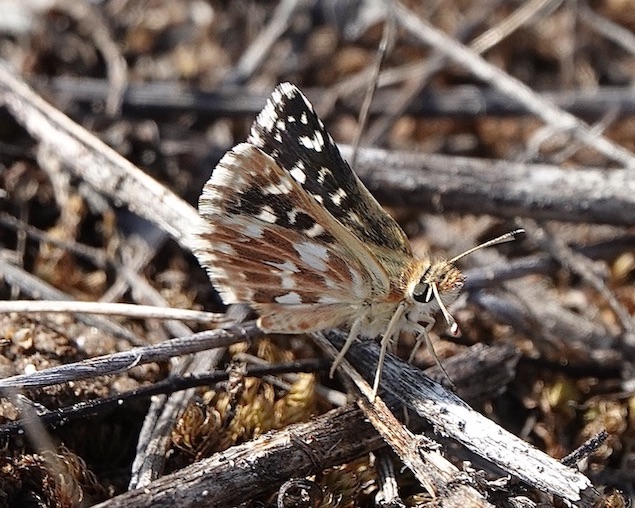 red underwing skipper